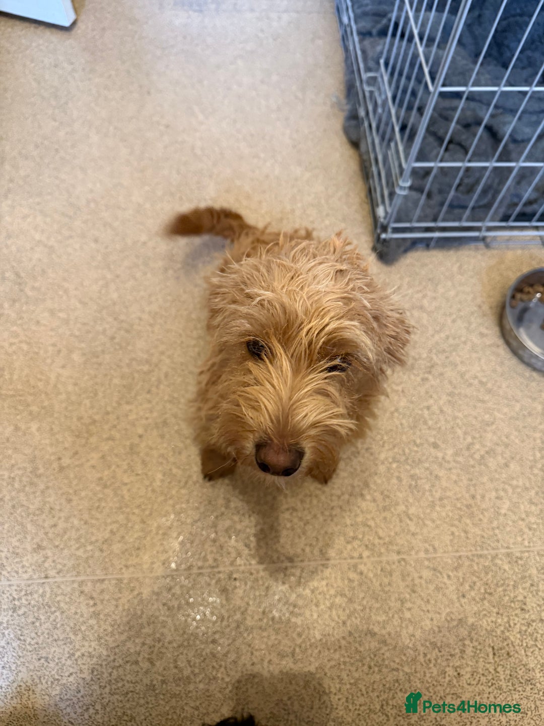 Jackapoo dogs for sale: Jackapoo puppies for sale  - Image 2