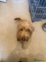 Jackapoo dogs Jackapoo puppies for sale - Advert 3