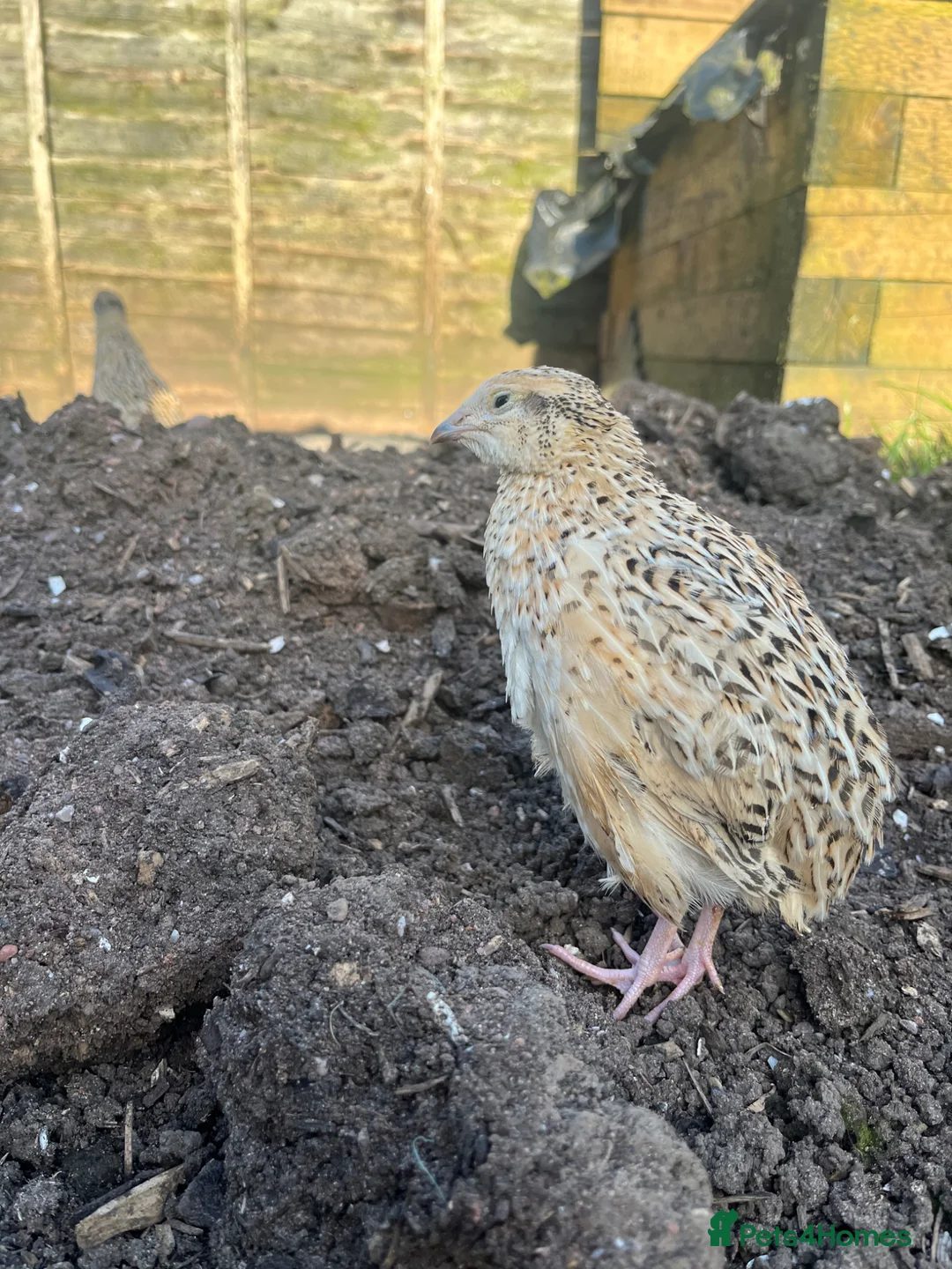 Quail poultry for sale: Jumbo Coturnix Female Quail - Advert 1
