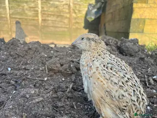 Quail poultry for sale: Jumbo Coturnix Female Quail - Advert 2
