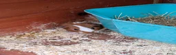 Guinea Pig rodents for sale: Very pretty baby guinea pigs ready July  - Advert 2