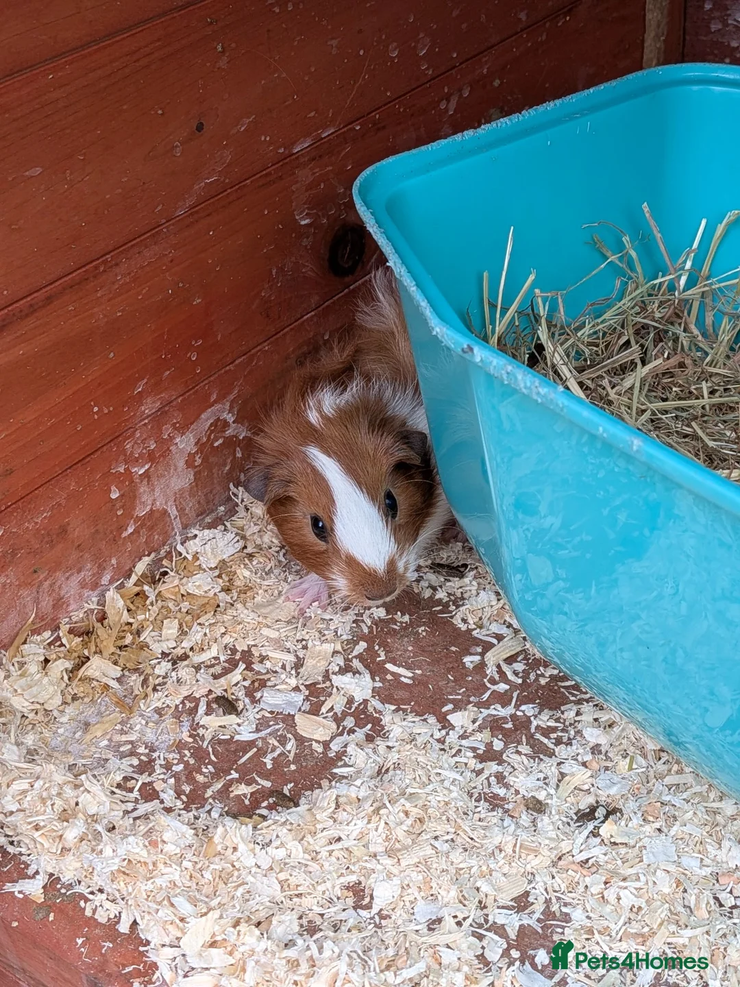Guinea Pig rodents for sale: Very pretty baby guinea pigs ready July  - Advert 2