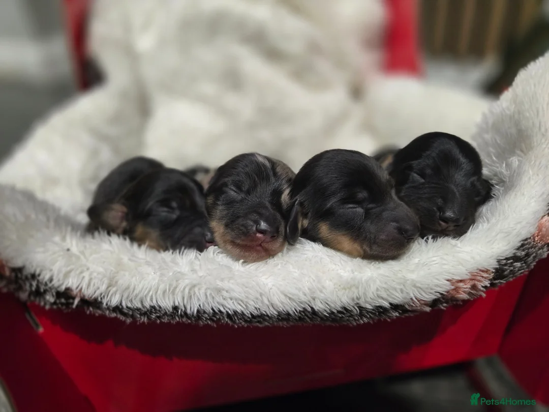 Miniature Dachshund dogs for sale: ✨️Kc registered stunning miniature dachshunds ✨️ - Advert 2