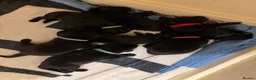 Labrador Retriever dogs for sale: Purebred Labrador retriever puppies available  - Advert 10