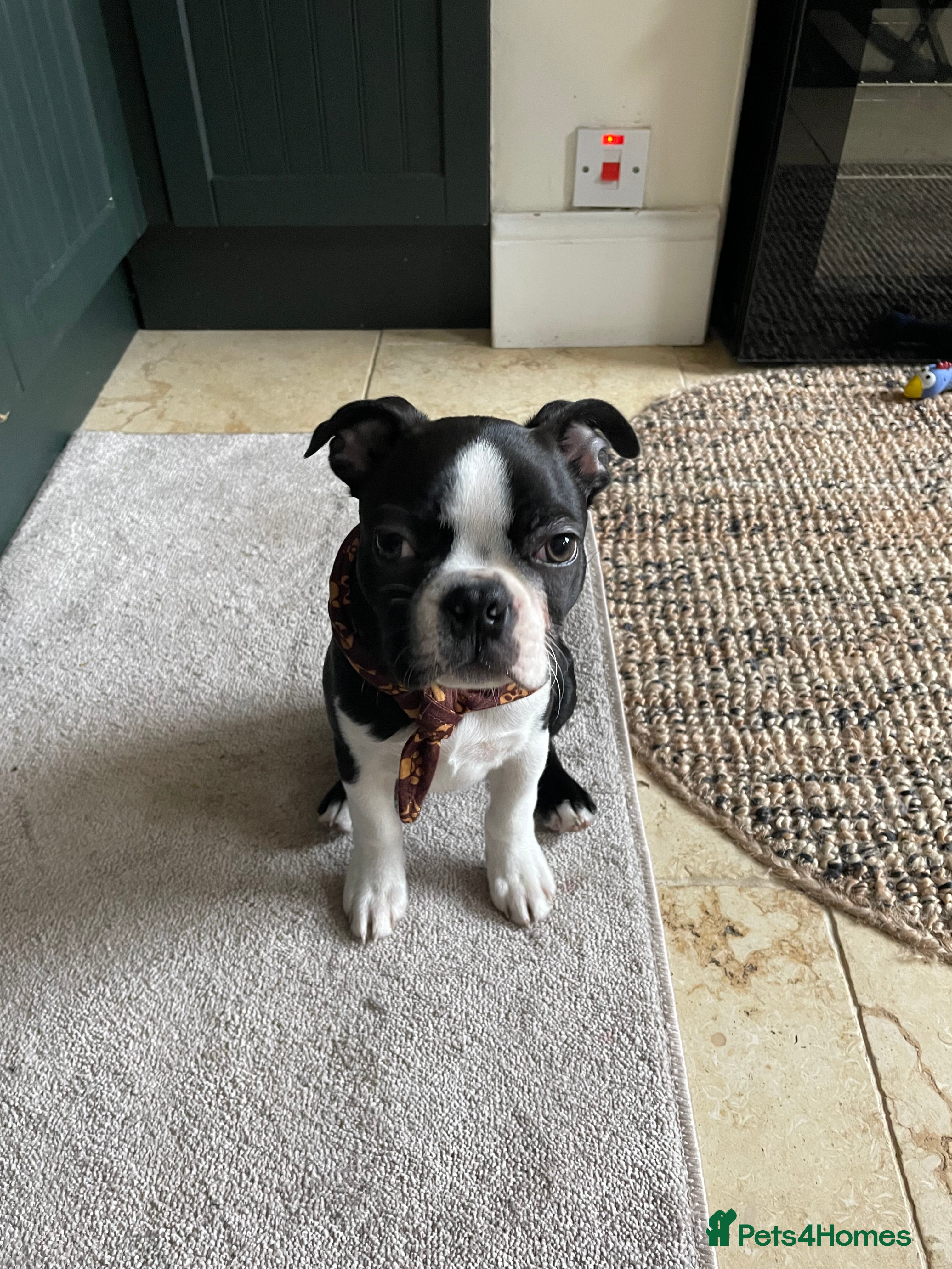 Boston Terrier dogs Wildax Boston Terrier  - Advert 2