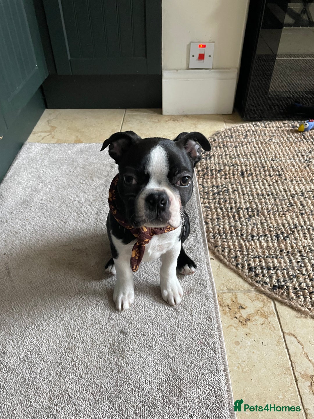 Boston Terrier dogs for sale: Wildax Boston Terrier  - Advert 1