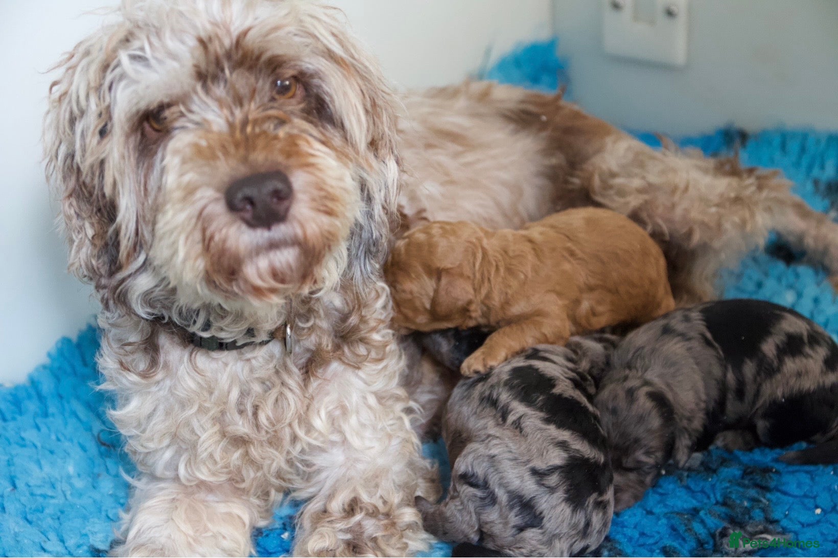 Cockapoo dogs F1b health tested cockapoo babies  - Advert 1