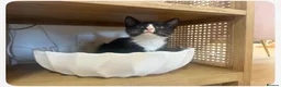 Mixed Breed cats for sale: 2 beautiful kittens  - Advert 1