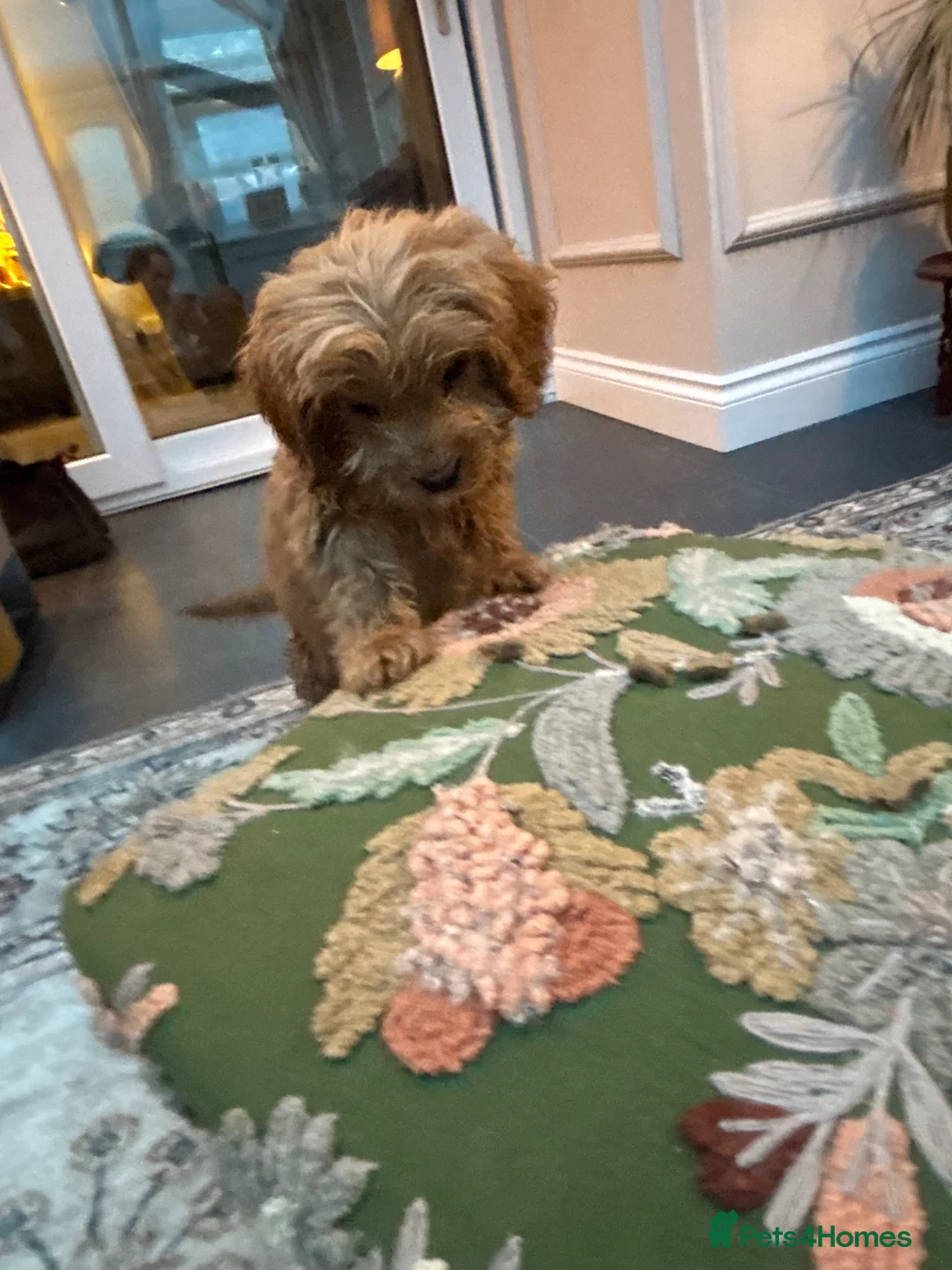 Cockapoo dogs for sale: Cockapoo  - Advert 7