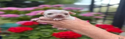 Chihuahua dogs for sale: All puppies sold 🩵🐾 - Advert 29