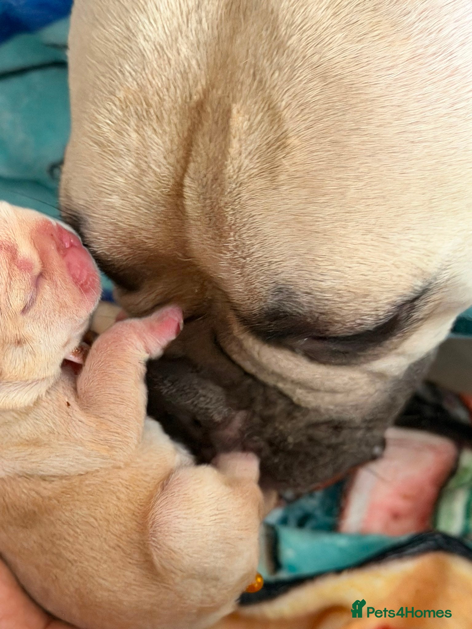 French Bulldog dogs Jnk Eastlnd - Advert 1