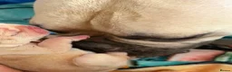 French Bulldog dogs for sale: Jnk Eastlnd - Advert 1