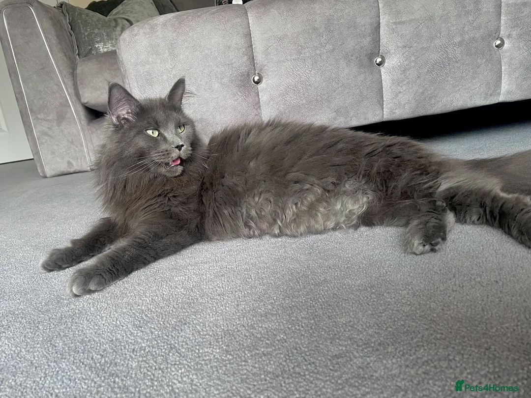 Maine Coon cats for sale: Giant Russian Mainecoons Kittens - Advert 7