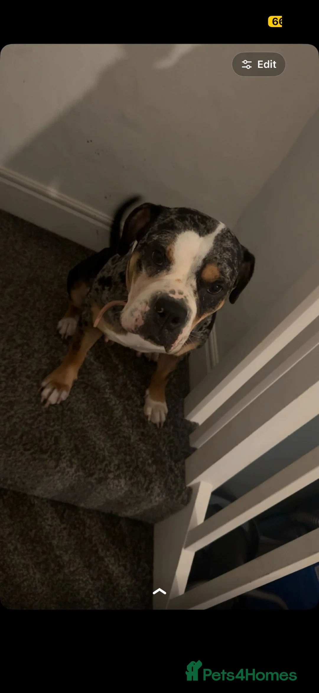 Alapaha Blue Blood Bulldog dogs for sale: Nova  in Carlisle - Advert 4
