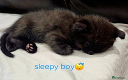 Mixed Breed cats for sale: Scottish Fold Kittens! Ready for loving home - Image 27