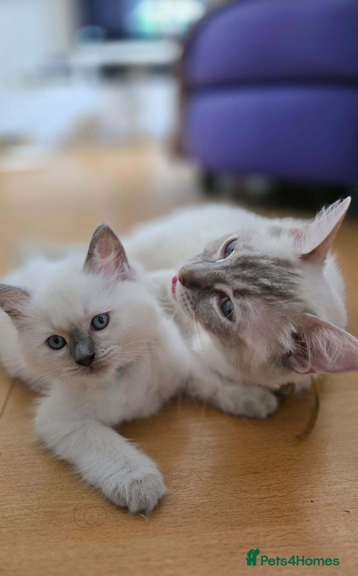 Ragdoll cats Ragdoll Kittens blue point and flame point - Advert 3
