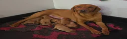 Labrador Retriever dogs for sale: FTCH Sired Fully Health Tested Fox Red Lab Puppies - Advert 25