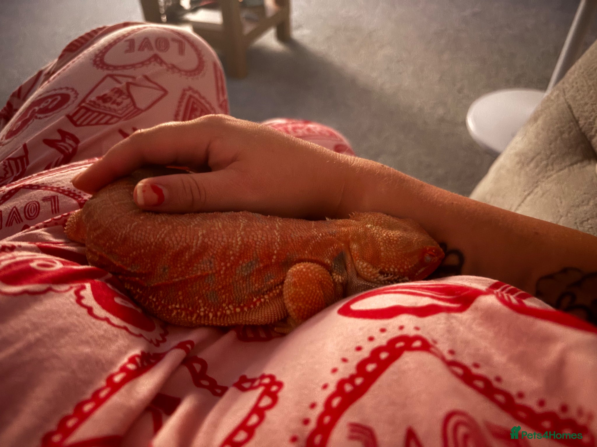 Bearded Dragon reptiles for sale: Friendly 8 Month Old Bearded Dragon - Full Setup - Advert 5