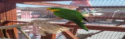Parakeets birds for sale: TWO MALE BARRABAND / SUPERB PARAKEETS - Advert 4