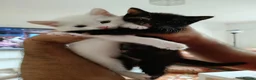 European cats for sale: Adorable Kittens - Advert 7