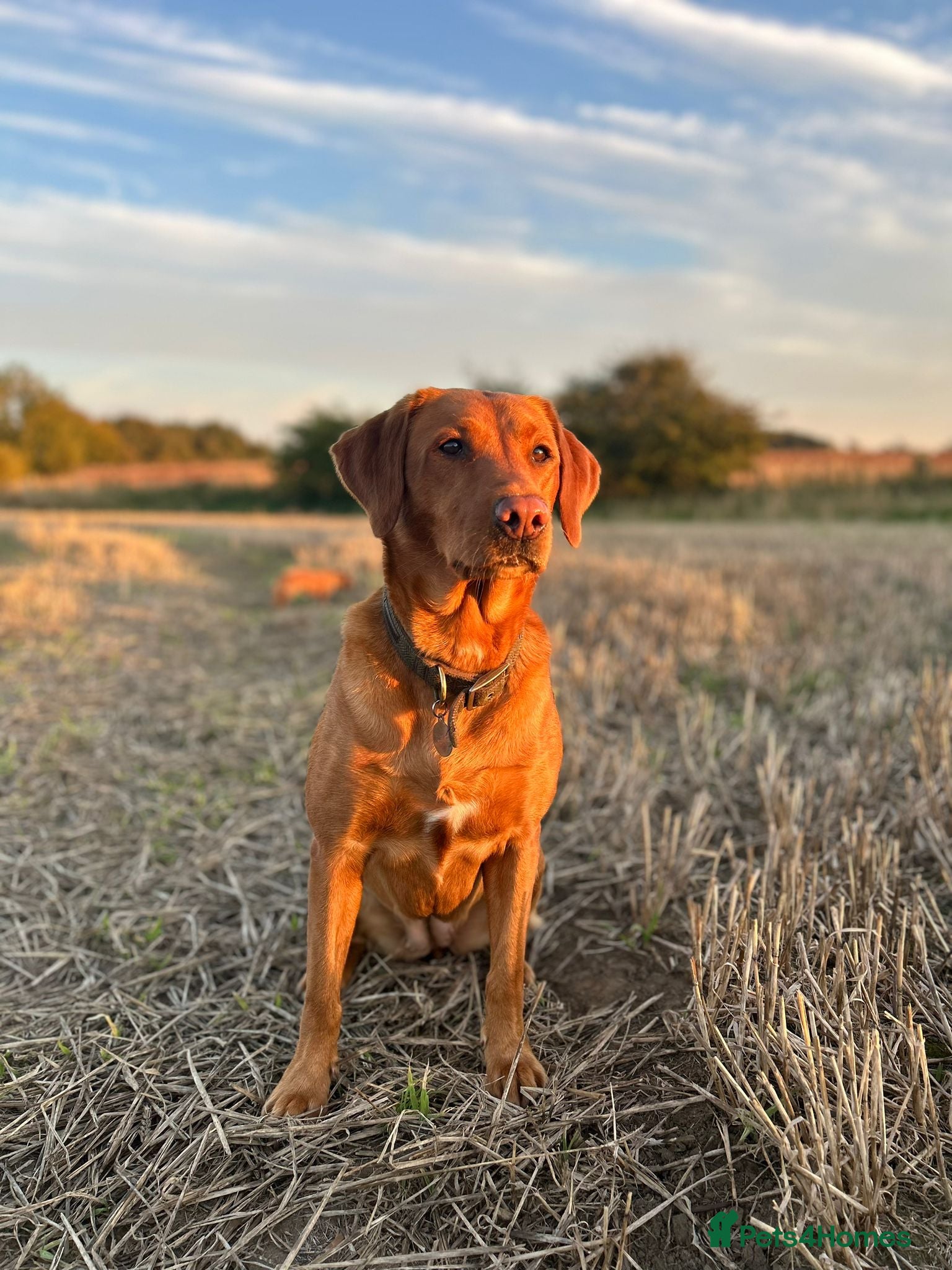 Labrador Retriever dogs Fox Red Labrador’s  - Advert 11