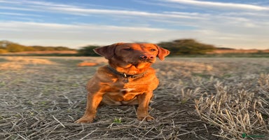 Labrador Retriever dogs Fox Red Labrador’s  - Advert 1