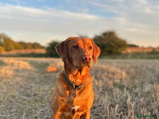 Labrador Retriever dogs Fox Red Labrador’s - Advert 6