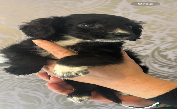 Cocker Spaniel dogs - Advert 5