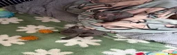 Sphynx cats for sale: 💙🩷4 gorgeous sphynx baby’s 🩷💙 - Advert 9