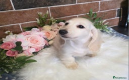 Miniature Dachshund dogs for stud: KC REG ONE OF A KIND EE/ii CREAM MINI DACHSHUND in Hinckley - Image 23