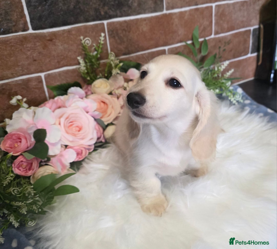 Miniature Dachshund dogs for stud: KC REG ONE OF A KIND EE/ii CREAM MINI DACHSHUND in Hinckley - Image 23