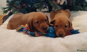 Labrador Retriever dogs Fully Health Tested Outstanding KC Reg Puppies - Advert 10