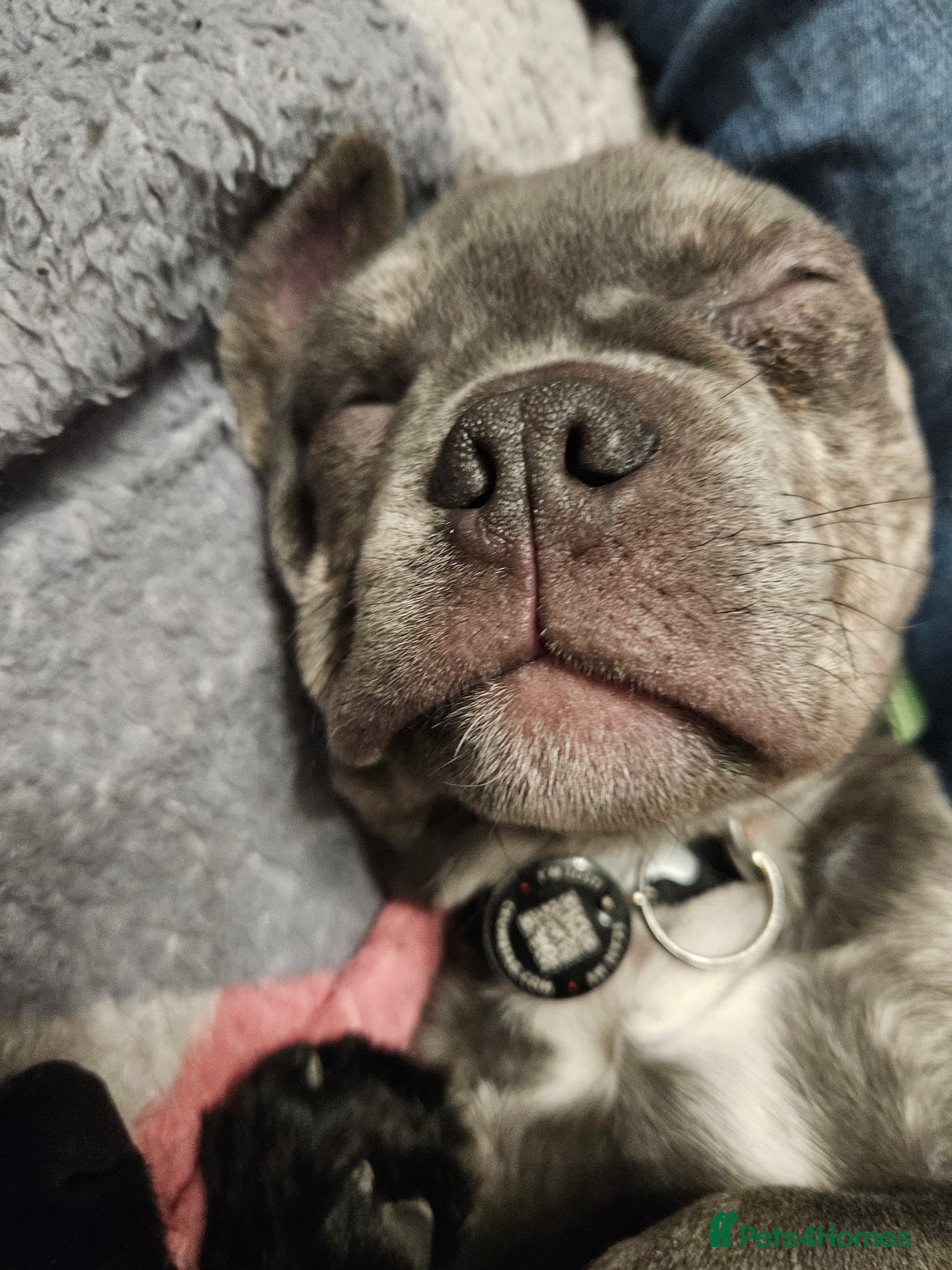 French Bulldog dogs for sale: Male French bulldog - Advert 3