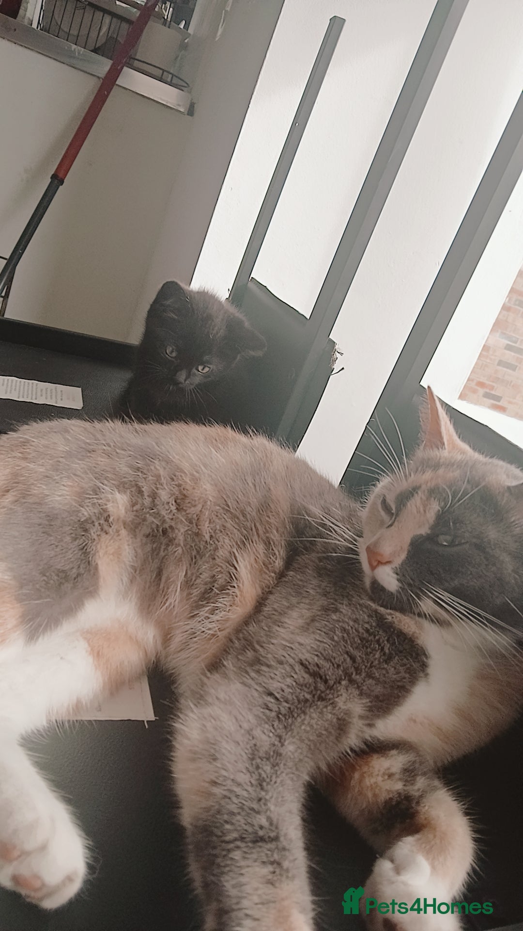 Russian Blue cats for sale: CALICO / RUSSIAN BLUE. - Image 5