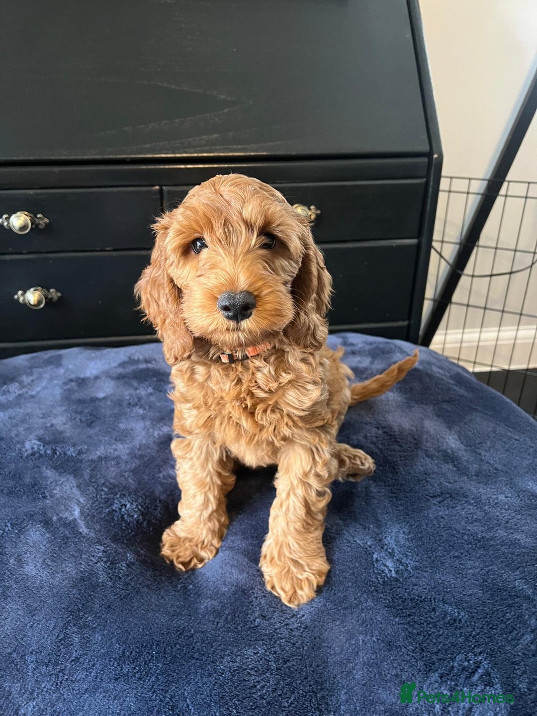 Cockapoo dogs for sale: 5 Gorgeous F2 Cockapoo Puppies Remaining!! 🐶 - Image 3