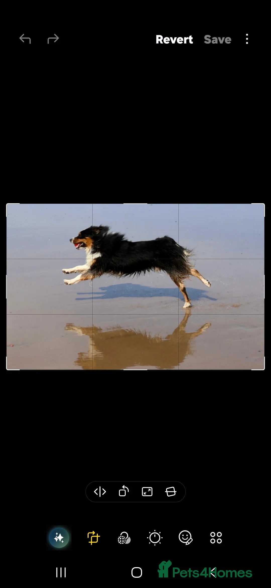 Australian Shepherd dogs for stud: Australian shepard for stud and proven - Advert 7
