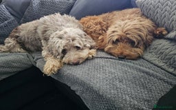 Cockapoo dogs for sale: Cockapoo Puppies - Ready now - Image 12