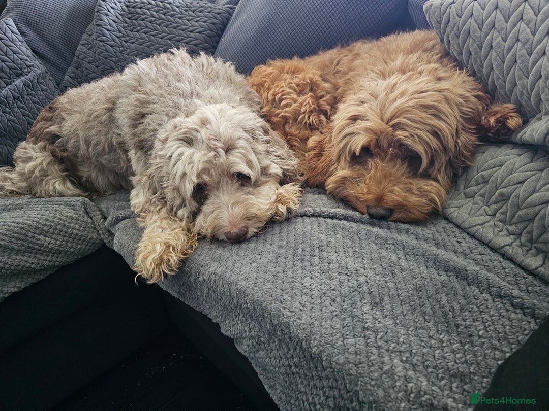 Cockapoo dogs for sale: Cockapoo Puppies - Ready now - Image 12