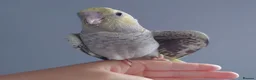 Cockatiels birds for sale: Hand reared silly tame DNA sexed baby cockatiels  - Advert 29