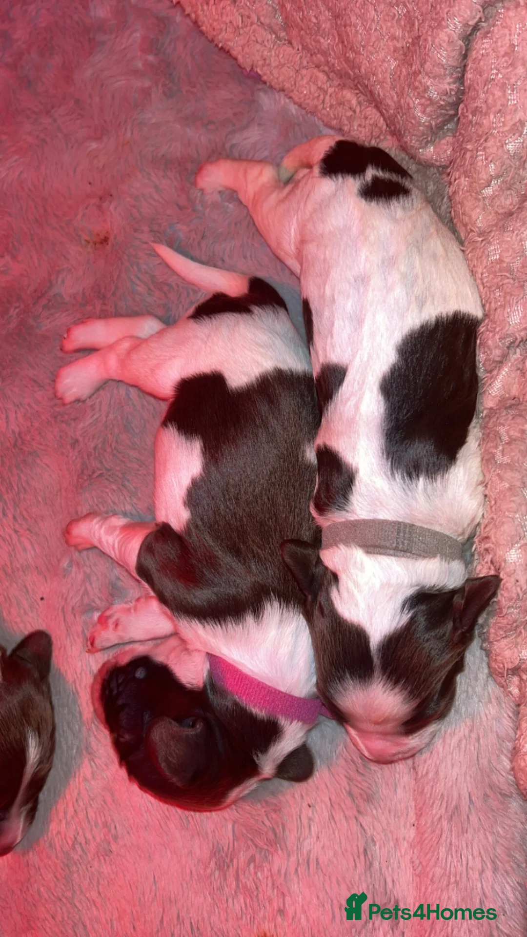 English Springer Spaniel dogs for sale: English Springer Spaniel  in Saint Helens - Advert 2