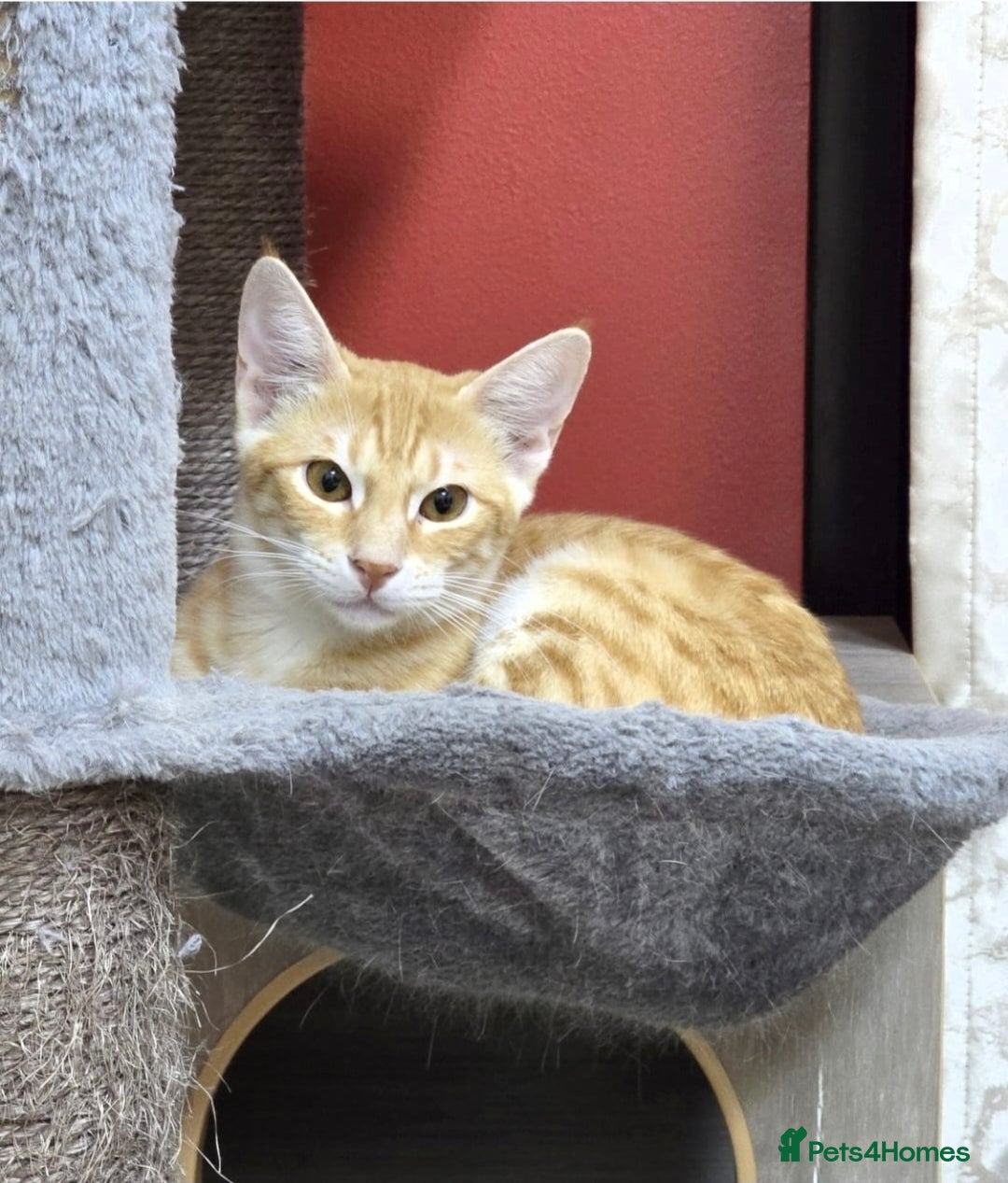 Mixed Breed cats for adoption: [Indoors Only] MiniMi & MiniMo - lovely sisters  - Image 9