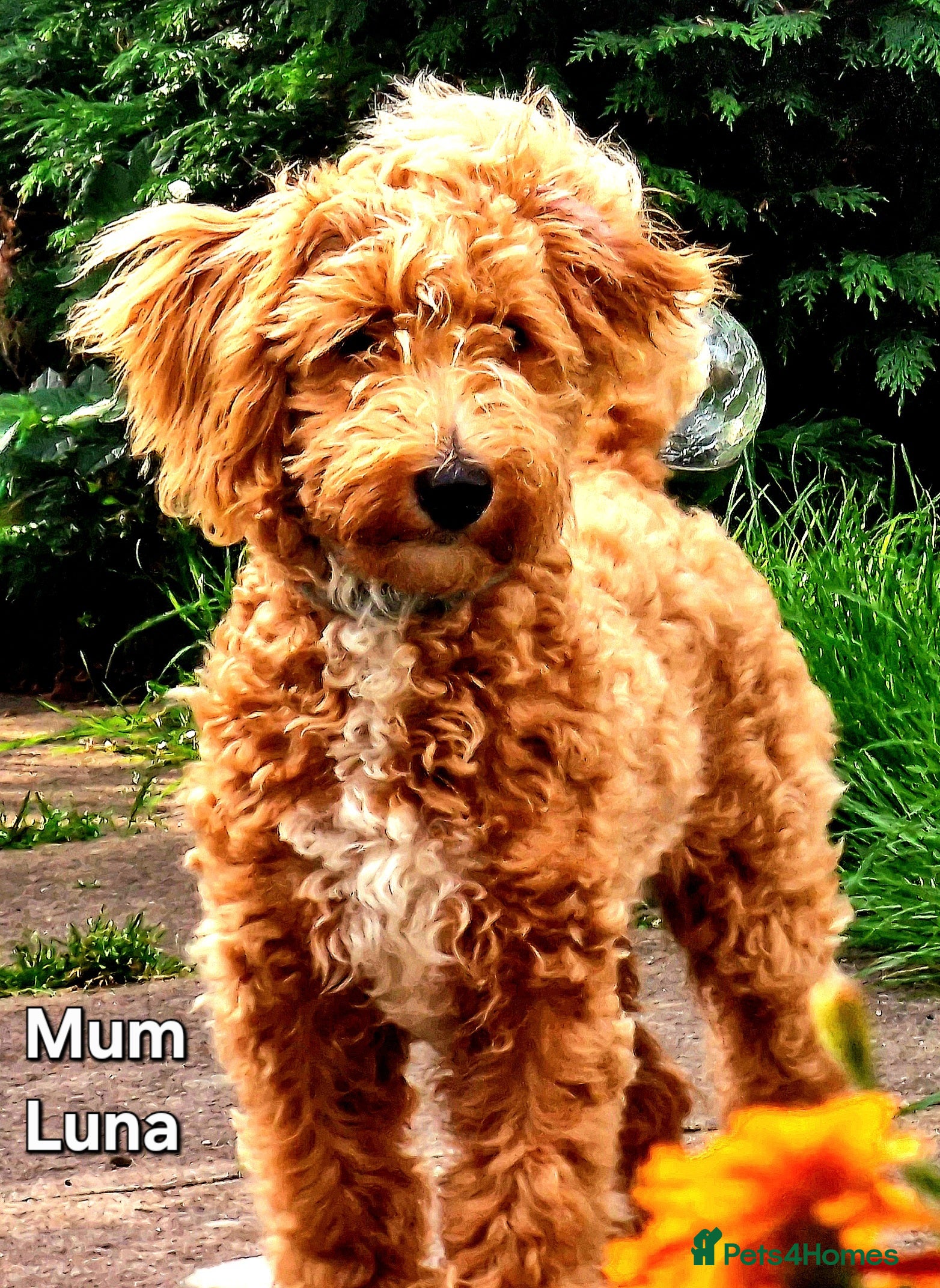 Maltipoo dogs Maltipoo Puppies with Confirmed Parentage - Advert 8