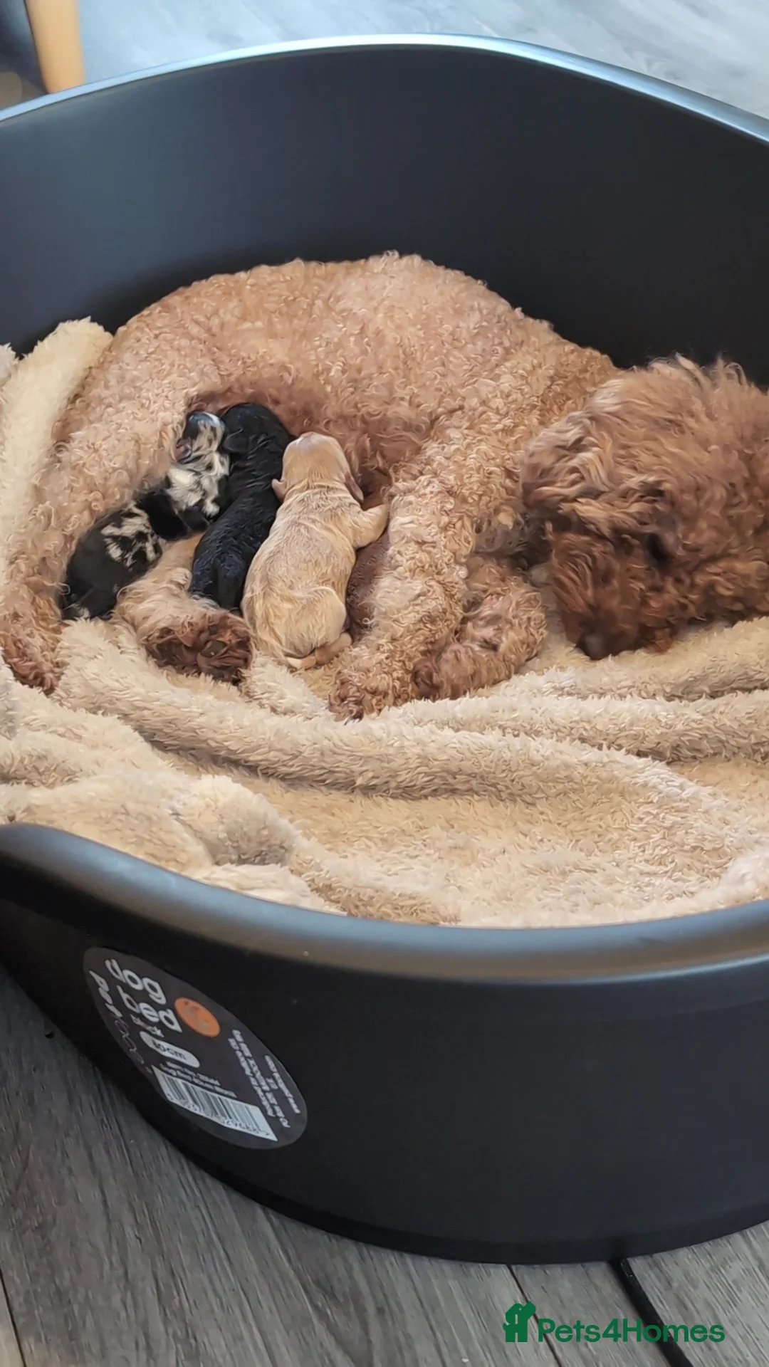 Cockapoo dogs for sale: Beautiful stunning cockapoos for sale  in Crewe - Advert 2