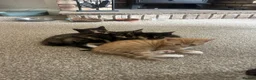 Domestic Shorthair cats for sale: Very cute and friendly litter of kittens  - Advert 3
