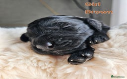 Goldendoodle dogs for sale: Gorgeous Healthy Goldendoodle Puppies - Image 22