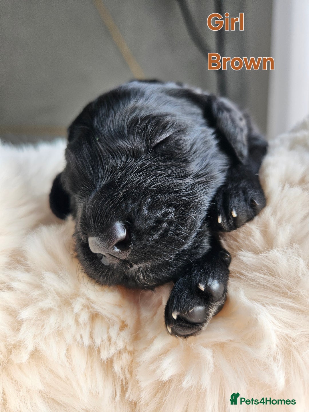 Goldendoodle dogs for sale: Gorgeous Healthy Goldendoodle Puppies - Image 22