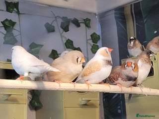 Finches birds - Advert 1