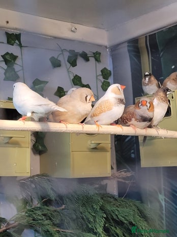 Finches birds - Advert 2