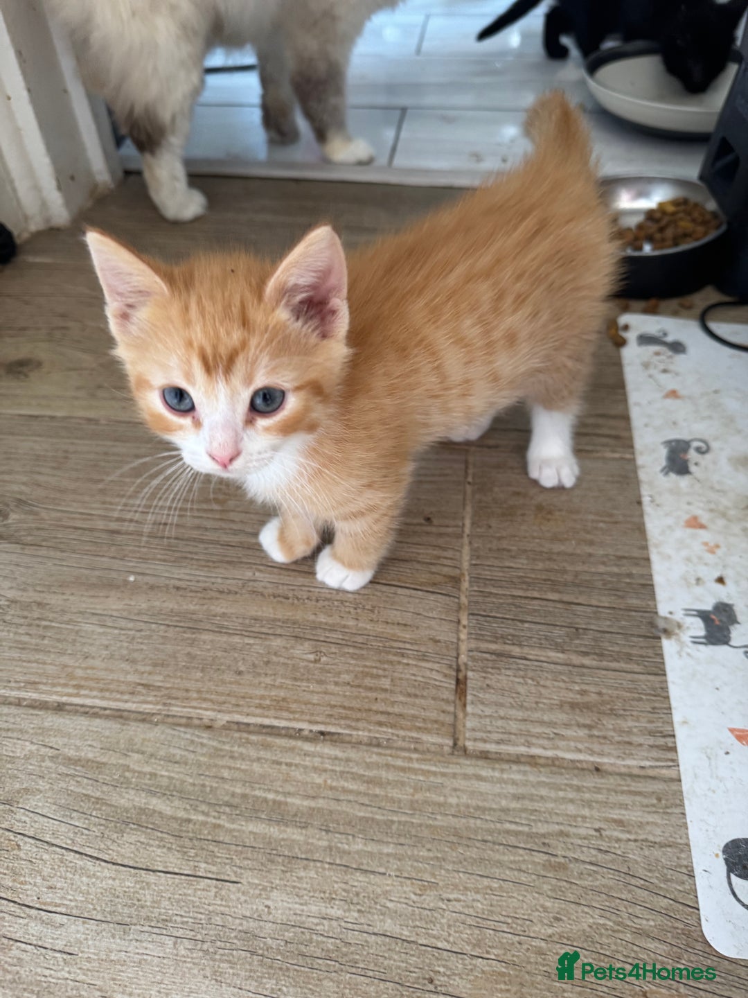 Mixed Breed cats for sale: Gorgeous Ragdoll Mix Kittens Ready for Loving Home - Image 3