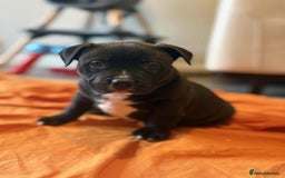 American Bully dogs for sale: Pocket bully - Image 5